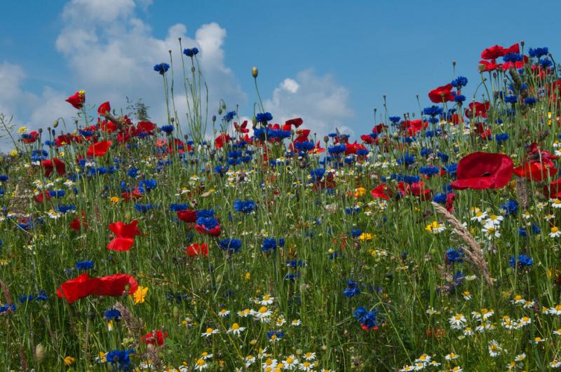 Familienaktionen - Foto: Eine Wiese voller Sommerblumen. Foto: Jürgen Treiber/fundus-medien.de