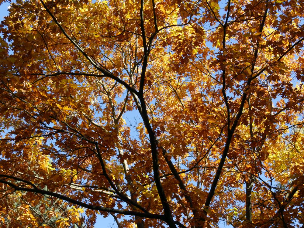 Herbstentdeckungen für Klein und Groß - Entdeckungen im Herbst mit der Ev. Familienbildung. Baum mit braun und gelb gefärbten Blättern